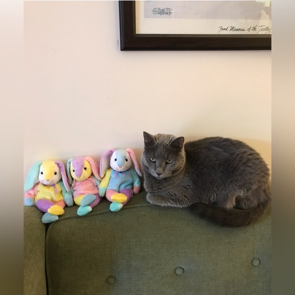 🐊 Live Listing - Picture 8 of 16